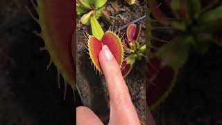 FUNNY adventures in my CARNIVOROUS PLANT garden 🌱 USA New York #plants #animals