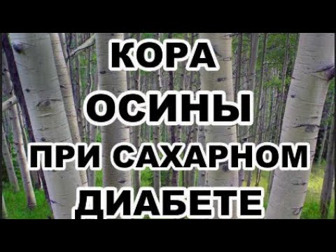 Кора осины при сахарном диабете