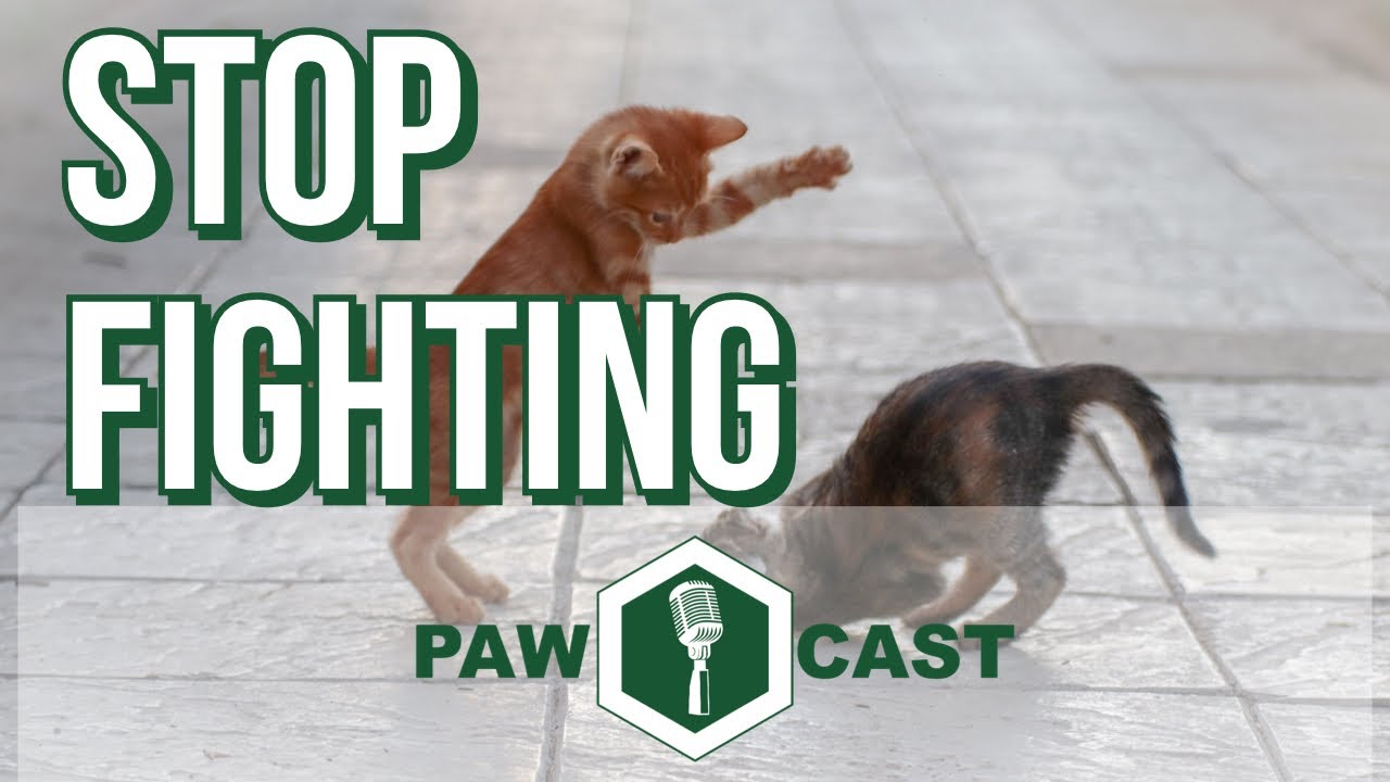 Stop Fighting | PAWCast Clips