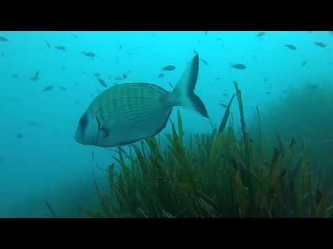 Wreck diving - Mohawk Deer - Portofino
