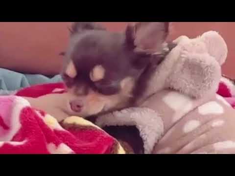 早春の便り　堺正章