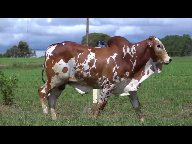 LOTE 30