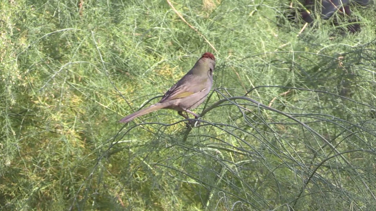 Green-tailed Towhee, Desert Botanical Garden Phoenix AZ USA 