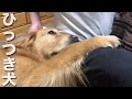 飼い主にひっついて離れない甘えん坊ゴールデンレトリバー #ひっつき犬