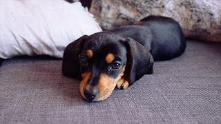 Meet My 8 Week Old Miniature Dachshund