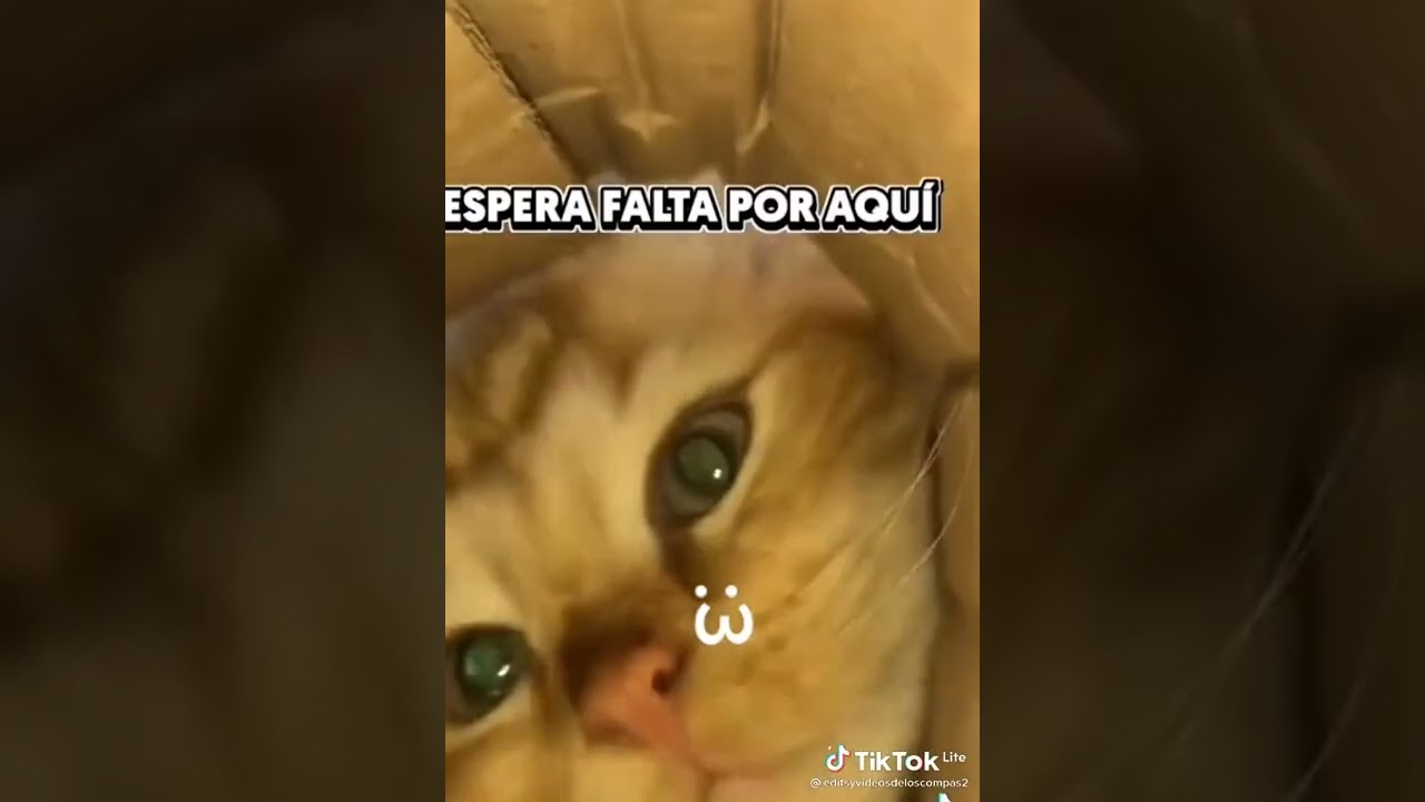 ME PUEDES SUEGUIR👍🏻