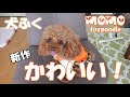 【犬服】新しい新作のモモの洋服が出来ました♪【トイプードル】toypoodle トイプードルのモモ