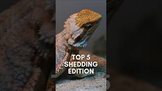 Top 5 Beardie Shedding Moments | Amazing Bearded Dragon Shedding Compilation