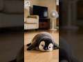 かわいいペンギンの赤ちゃん #shorts #かわいい #animal #baby #penguin #cute #adorable #pets #love