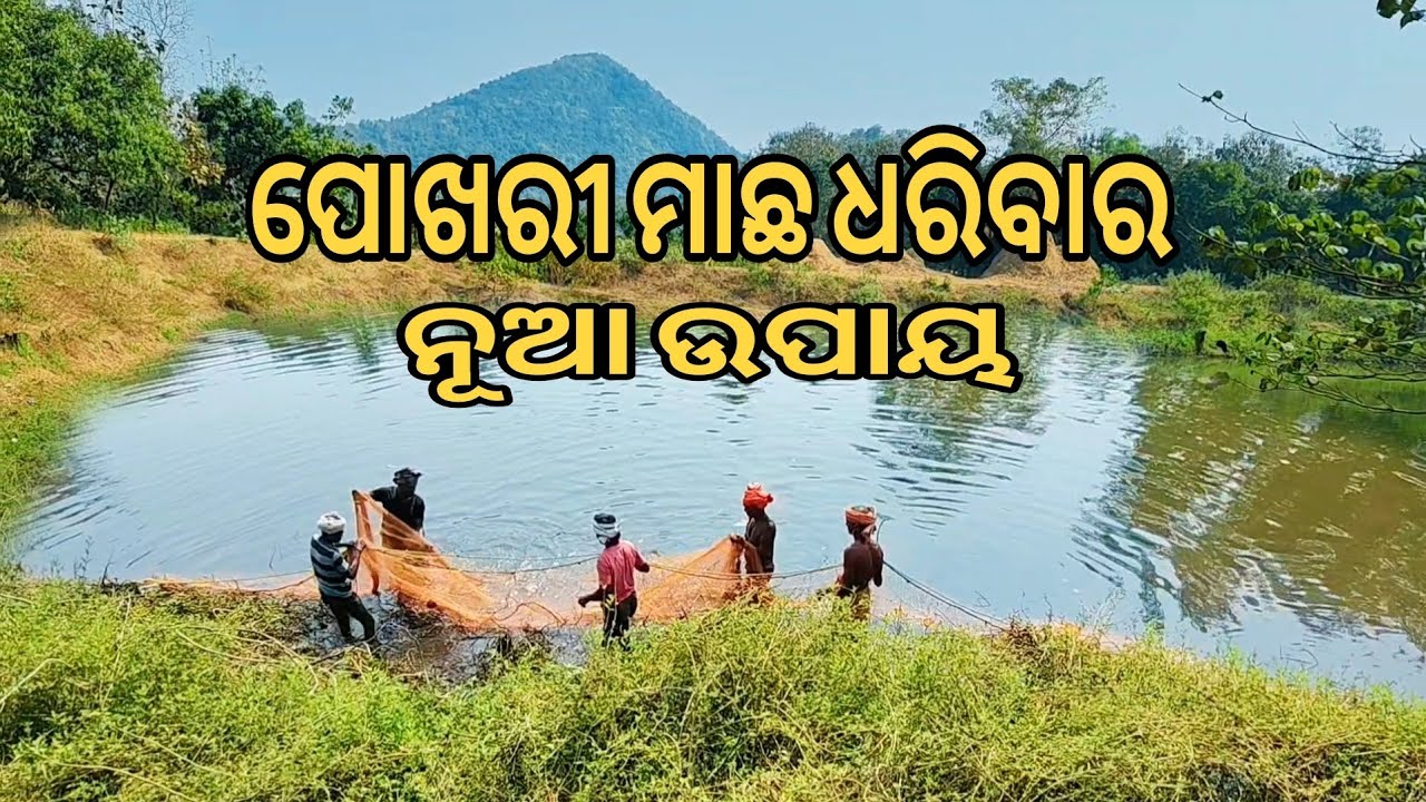 ପୋଖରୀ ମାଛ ଧରିବାର ନୂଆ ଉପାୟ || Pokhari macha dharibara nua upaya || Fish hunting pond || Fish hunting