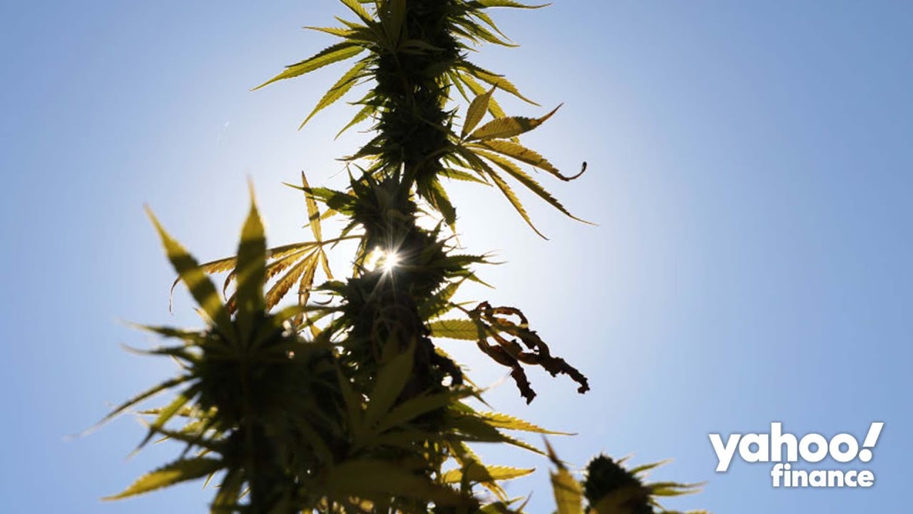 Canopy Growth stock surges as more Americans favor cannabis legalization