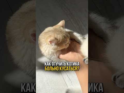 Как отучить котика больно кусаться?🐈🐾😻🐱#котенок #котики #кошки #catlover #котята #котятаиграют