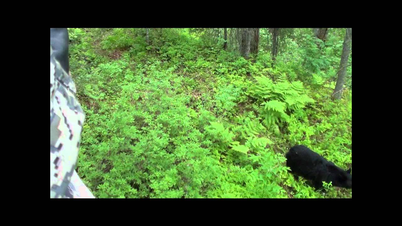 Alaska Bear Baiting YouTube