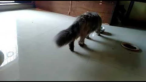 Watch the video about Mainecoone Size Persian Cats videos || Persian Cat for sale videos || cats for sale in Mumbai