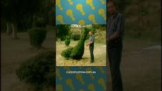 A Look At Topiary Beasts