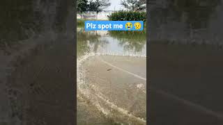 Plz Spot Me Fish Chaht