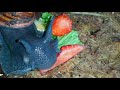 Caracol Brasileiro (Megalobulimus ovatus) comendo morango. | Biopets_PH