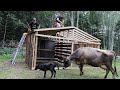 Building a summer milk shed | Carving out a homestead Ep.3