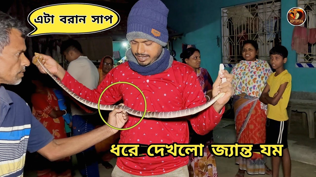 বিশাল আকারের কালাচ সাপ হাতে তুলে নিলো এই ব্যক্তি | Silent killer Snake Rescue | Snake | Reptopedia