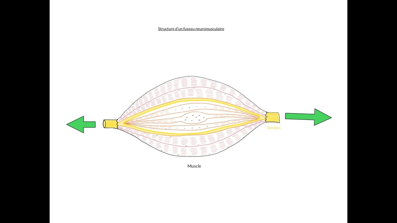 Fuseau neuro-musculaire