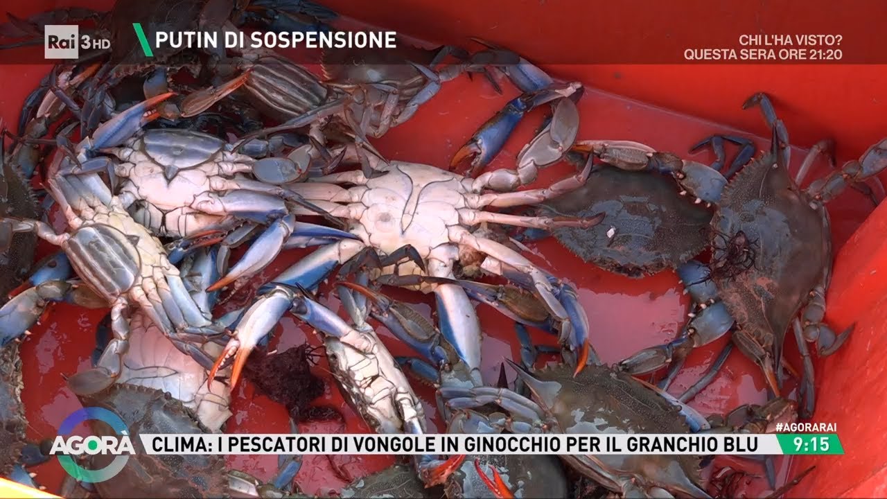 L'incubo del granchio blu - Agorà 20/03/2024