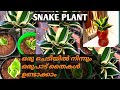 Snake plant//Sansevieria.Propagation and its caring