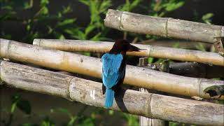 White-throated Kingfisher, Thaton, Thailand