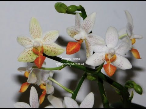 Орхидея фаленопсис Phal. Mini Mark