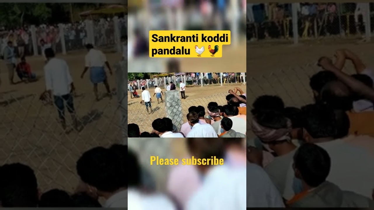 #sankranthi #kodi pandalu🐔🐓#shorts #trending #reels #festival #youtubeshorts #village