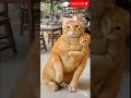 Orange Cat Dances Casually While Cradling Her Kitten, Adorable anc Cooling,#viral2025#pert2