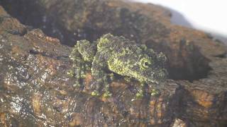 Theloderma corticale