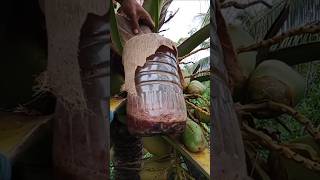 coconut wine making process