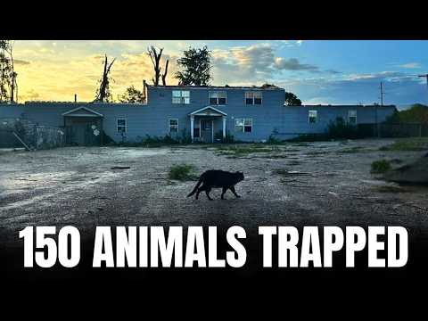 Tornado Hits Animal Shelter: Rescuing 150 Trapped Pets