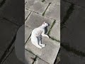 My Cat's REACTION to AI Nature Sounds Will SHOCK You! 😱#CatReactions #AI #NatureSounds  #CatVideos