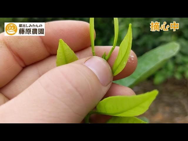 みかんの芽の1年間の成長を振り返ります みかんの苗木育成の基本を伝授 みかんの苗木成長観察 定植１年目2月編 Youtube