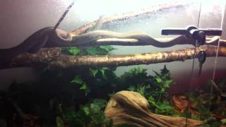 Tanimbar pythons - taking their morning cruise through the terrarium