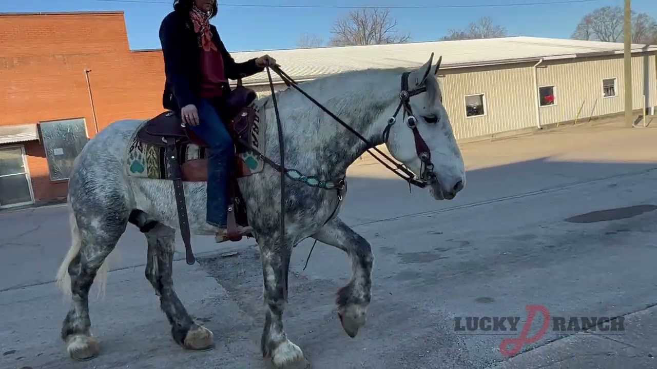 v5 Horse