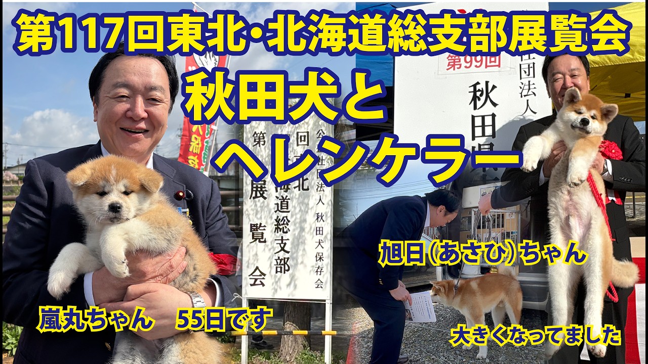 秋田犬が世界へ広がった原点「神風号」とヘレン・ケラーさん|秋田犬保存会 第117回 東北・北海道総支部展覧会