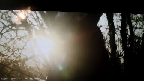 Thumbnail of Gang albanii