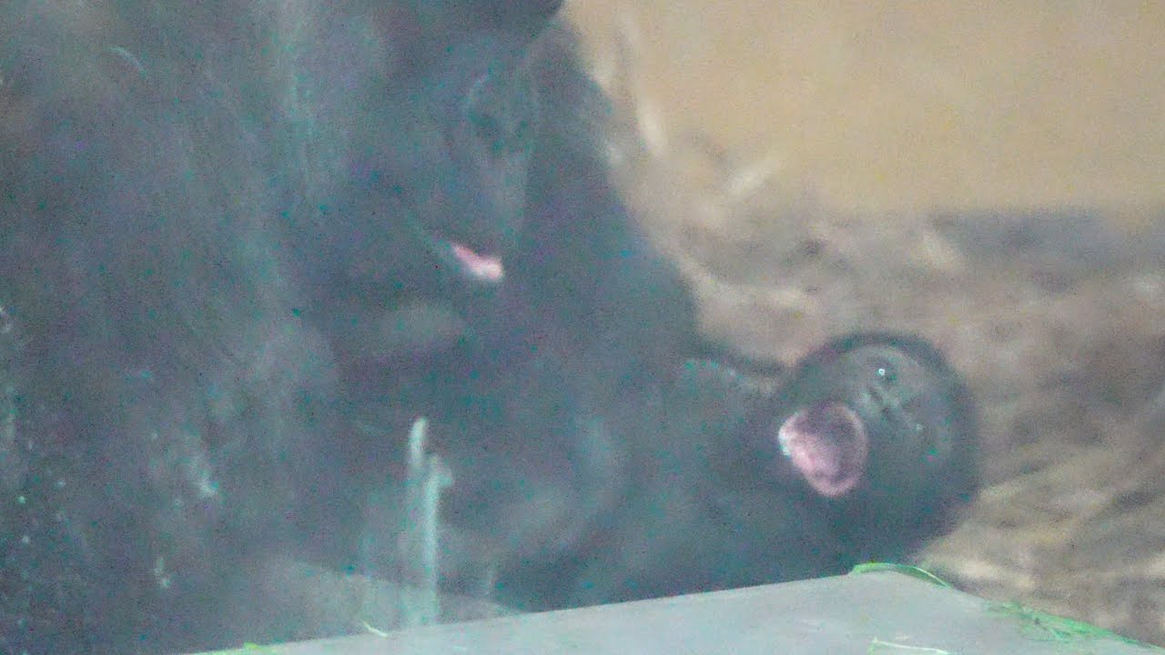 Чистая невинность: потягивание этого малыша-гориллы растопит ваше сердце! Gorillas family / ape