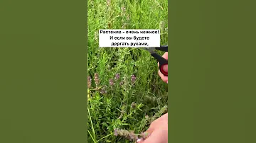 Как собирать чабрец #травница #травы #советы #чабрец #травяной чай