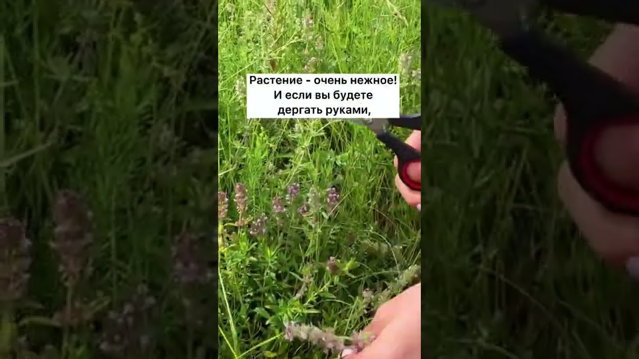 Как собирать чабрец 