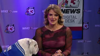 Griff II announces retirement, reflects on 6 years as Des Moines' hometown dog