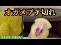 オカメブチ切れ　#オカメインコ　#セキセイインコ　#コザクラインコ 