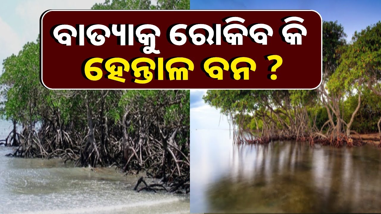 ଭିତରକନିକା ହେନ୍ତାଳ ବନ ବାତ୍ୟା ‘ଦାନା’କୁ ରୋକି ପାରିବକି ? ଶୁଣନ୍ତୁ ବିଶେଷଜ୍ଞ ଡ. ତମୋଘ୍ନ ଆଚାର୍ଯ୍ୟଙ୍କ ଠାରୁ