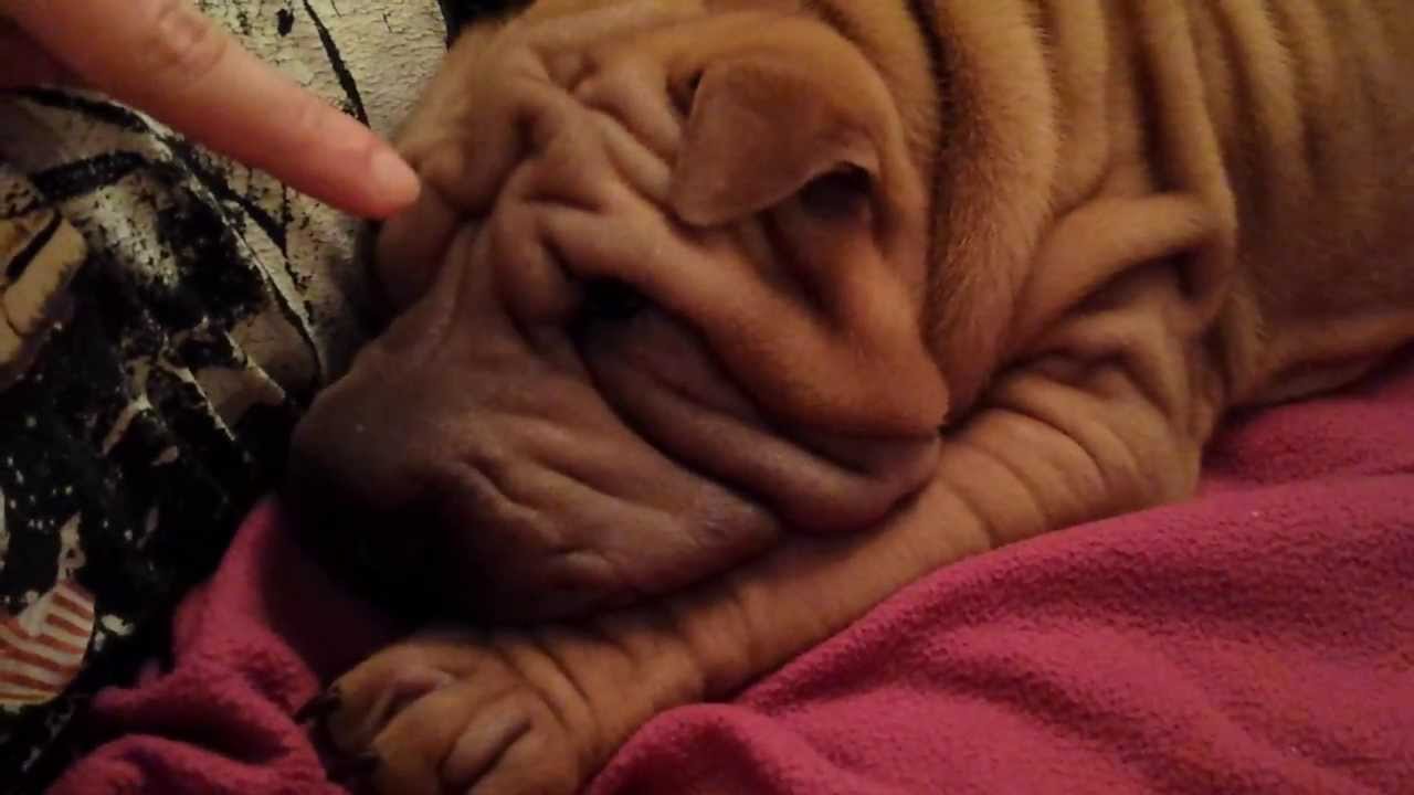 Шарпей Стефани. Вечерние игры 2.