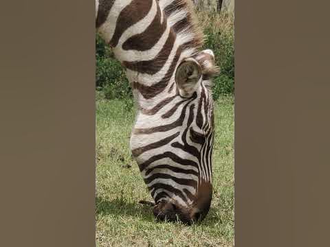 Animanimals: Zebra - YouTube