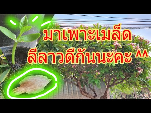 วีดีโอ: วิธีการปลูกดอกลีลาวดีจากเมล็ด