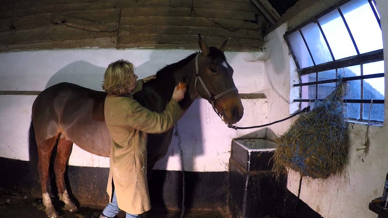 Clipping a horse A short guide. YouTube