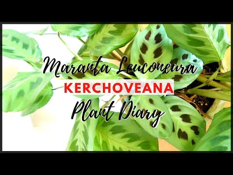 Video: Maranta Red Prayer Plant Odling – Lär dig om Red Prayer Plant Care